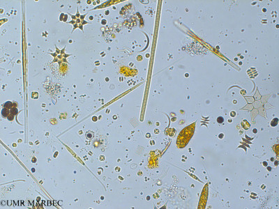 phyto/Pertuis Charentais/Tasdon_st6/PAMPAS 2019-2021/Merismopedia sp2 (TASDON_St6_230719-037).tif(copy)_thumb.jpg